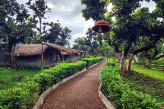 Campus-Palash-Tree
