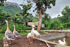 Duck